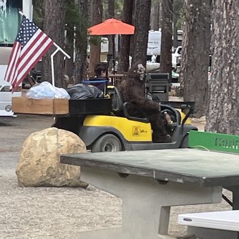 Trinity Lake KOA - Big foot! 4th of July weekend. - Campgrounds Near Me - Trinity Center, California Trinity Lake KOA - Big foot! 4th of July weekend. - Campgrounds Near Me - Trinity Center, California