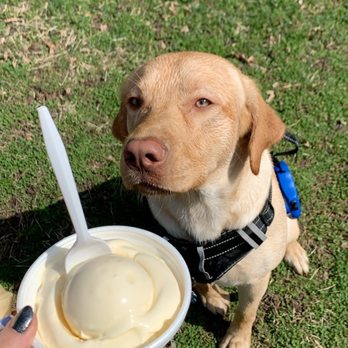 Glen's Frozen Custard - Puppy, icecream - Ice Cream & Frozen Yogurt Near Me - Springdale, Pennsylvania