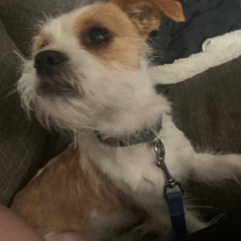 Bubba's 33 - My dog to make your day :) his name is Caramelo (sweets) - Bars Near Me - Lubbock, Texas