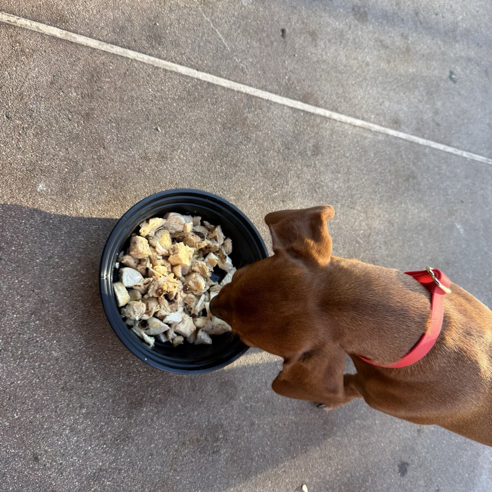 Salsa Verdes - Doggie snackies - Mexican Near Me - Palos Verdes Estates, California Salsa Verdes - Doggie snackies - Mexican Near Me - Palos Verdes Estates, California