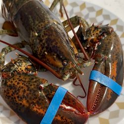 Royal Lobster Beverly Hills - Live Maine Lobster, 72hour order in advance required