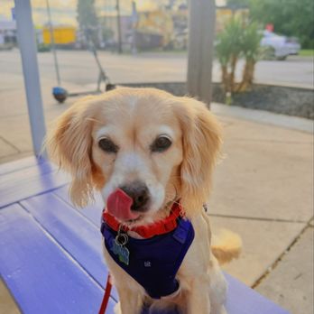 Beau's Tiny Diner - Our doggy approving of brunch at Beau's! - Diners Near Me - San Antonio, Texas Beau's Tiny Diner - Our doggy approving of brunch at Beau's! - Diners Near Me - San Antonio, Texas