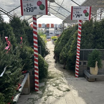 The Home Depot - Christmas tree time - Nurseries & Gardening Near Me - Pflugerville, Texas The Home Depot - Christmas tree time - Nurseries & Gardening Near Me - Pflugerville, Texas