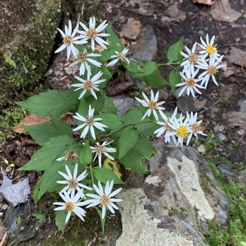 Jacks River Falls - Wild flowers - Hiking Near Me