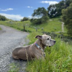 Cara DeLaRosa - Pet Loss Grief Coach - Cara's guidance made all the difference while we were navigating Marvin's final weeks to protect his comfort and quality time.