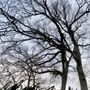 Photo of Briggs Tree Services