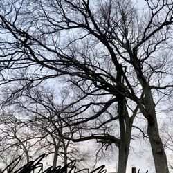 Briggs Tree Services - Huge oak tree that has twisted thick branches in our other tree and also has thick branches hanging over our neighbors property.