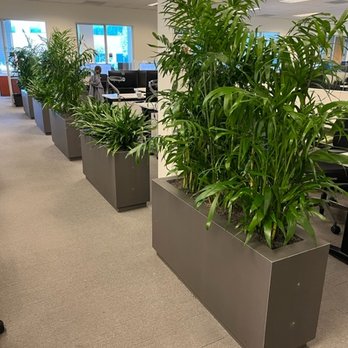 Interior Plant Design - Another beautiful job well done at Moss Adams in Campbell - Party Equipment Rentals Near Me - San Jose, California Interior Plant Design - Another beautiful job well done at Moss Adams in Campbell - Party Equipment Rentals Near Me - San Jose, California