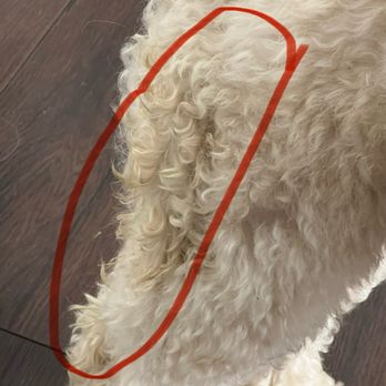 Pawtriotic Pet Hotel - Dried urine like he had been sitting in it for awhile. - Pet Training Near Me - Murrieta, California Pawtriotic Pet Hotel - Dried urine like he had been sitting in it for awhile. - Pet Training Near Me - Murrieta, California