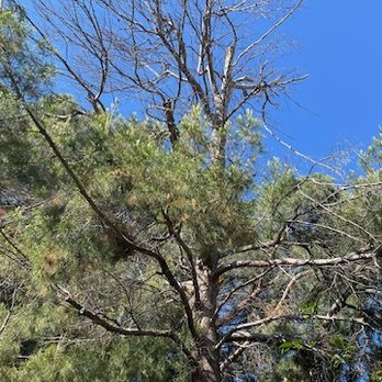 Pelletier Tree Service & Brush Clearance - Tree Services Near Me - Valencia, California Pelletier Tree Service & Brush Clearance - Tree Services Near Me - Valencia, California