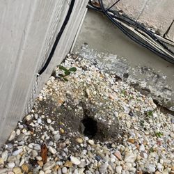 Procare Pest Control - Rat has tunneled under the home. I dug a trench around home and screened off the area.
