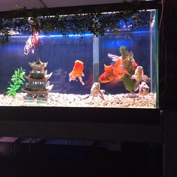 Absolutely Fish - Aquarium Services Near Me - Clifton, New Jersey