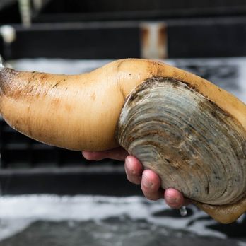 Taylor Shellfish Farms - Harissa Geoduck - Seafood Near Me - Seattle, Washington