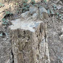 Cayce/West Columbia River Walk - Bear carving