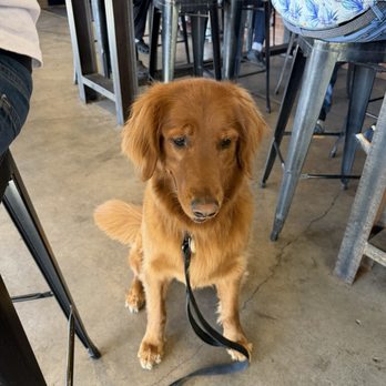 12 West Brewing - Downtown Mesa - Bear loves hanging on their patio - Cocktail Bars Near Me - Mesa, Arizona 12 West Brewing - Downtown Mesa - Bear loves hanging on their patio - Cocktail Bars Near Me - Mesa, Arizona