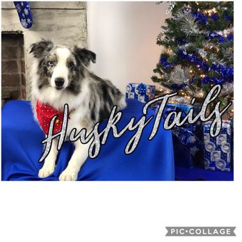 Husky Tails Dog grooming - Winnie's looking pretty. - Pet Groomers Near Me - Helena, Alabama Husky Tails Dog grooming - Winnie's looking pretty. - Pet Groomers Near Me - Helena, Alabama
