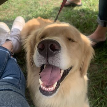 Resort Pike Cidery & Winery - a golden retriever with his tongue out - Wineries Near Me - Petoskey, Michigan Resort Pike Cidery & Winery - a golden retriever with his tongue out - Wineries Near Me - Petoskey, Michigan