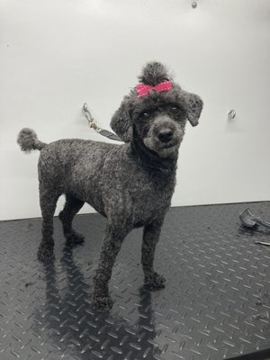 AT YOUR BARK N CALL MOBILE DOG GROOMING - Ocala, FL - Yelp