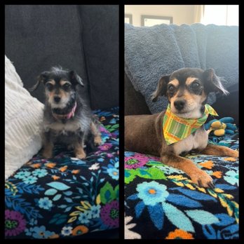 Aloha Mobile Dog Grooming - The before and after shots! - Pet Groomers Near Me Aloha Mobile Dog Grooming - The before and after shots! - Pet Groomers Near Me