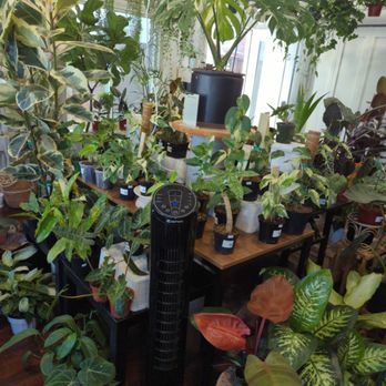 Foliage World - Nurseries & Gardening Near Me - Union City, California Foliage World - Nurseries & Gardening Near Me - Union City, California