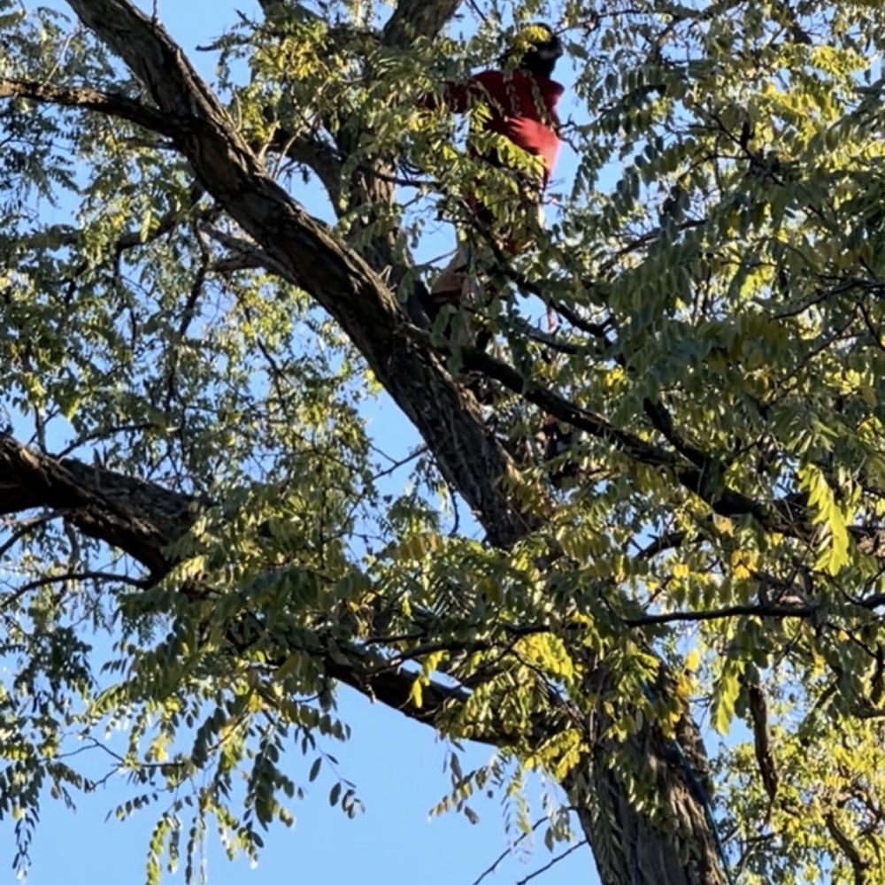 JPS Tree Services - Safety 1st - Tree Services Near Me - Pontiac, Michigan