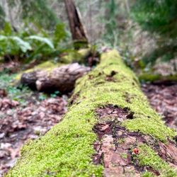 Schmitz Preserve Park