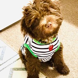 Animal Boutique - Pup Dresses for winter