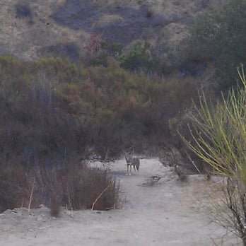 Bronson Canyon-Griffith Park - You know you're a city girl when the sight of a coyote gets you excited ! - Parks Near Me - Los Angeles, California