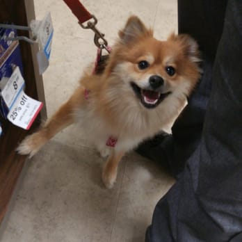 Petco - Before she got her haircut. - Pet Training Near Me - Lemon Grove, California Petco - Before she got her haircut. - Pet Training Near Me - Lemon Grove, California