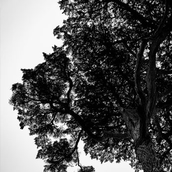 The Crocker Cypress Grove - 17-mile Drive Stop 11: The Crocker Cypress Grove - Pebble Beach, CA - Parks Near Me - Del Monte Forest, California The Crocker Cypress Grove - 17-mile Drive Stop 11: The Crocker Cypress Grove - Pebble Beach, CA - Parks Near Me - Del Monte Forest, California