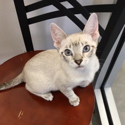 Humane Society of Sumter County Sp Ca - Adoption via Petsense in The Villages