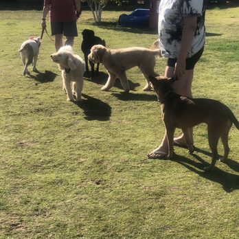 PAWnderosa Dog Ranch - Nala training session #2 (already an amazing improvement from session #1). - Pet Training Near Me PAWnderosa Dog Ranch - Nala training session #2 (already an amazing improvement from session #1). - Pet Training Near Me