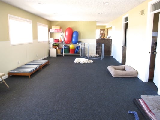 Canine To Five by null