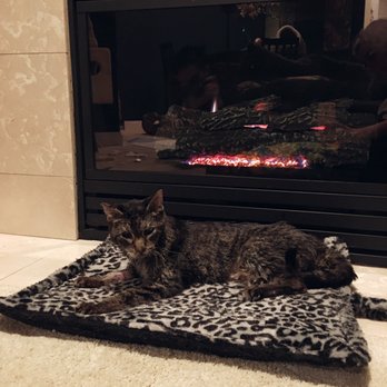 Phil's Fireplace Service - My fuzzy son enjoying the now working fireplace. - Fireplace Services Near Me - Beaverton, Oregon Phil's Fireplace Service - My fuzzy son enjoying the now working fireplace. - Fireplace Services Near Me - Beaverton, Oregon