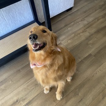 The Pet Groomer - Pet Groomers Near Me - Bakersfield, California
