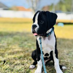 Animal Medical Clinic - 14 week old boxer puppy