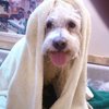 Ticked Off Mobile Dog Grooming gift card
