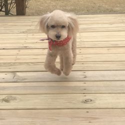 Pet Angel Memorial Center - Simba Tiny Dancer