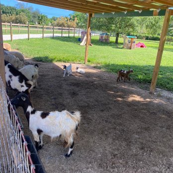Pinto's Farm - Little baby goats - Venues & Event Spaces Near Me - Miami, Florida Pinto's Farm - Little baby goats - Venues & Event Spaces Near Me - Miami, Florida