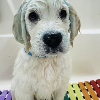 Rainbow Pawz - Pet Groomers Near Me Rainbow Pawz - Pet Groomers Near Me