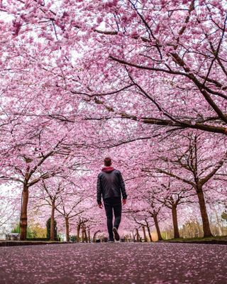 Bispebjerg Cemetery by null