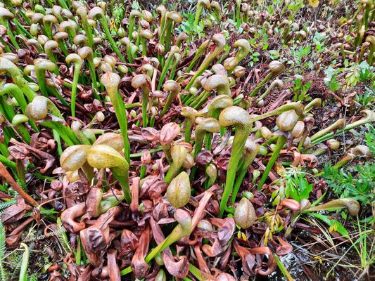 Darlingtonia State Natural Site by null