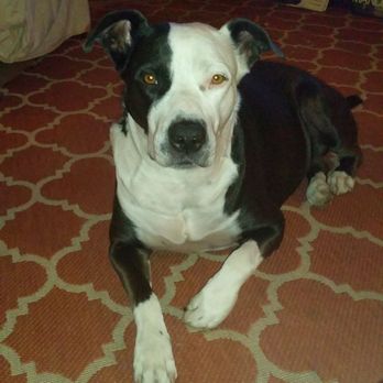 Honor Pet - My baby in her prime! - Pet Cremation Services Near Me - Los Angeles, California Honor Pet - My baby in her prime! - Pet Cremation Services Near Me - Los Angeles, California