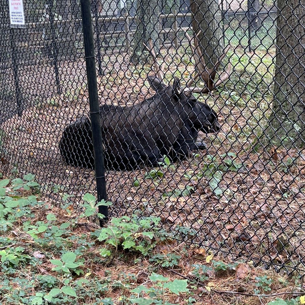 Maine Wildlife Park - Moose - Zoos Near Me - Gray, Maine Maine Wildlife Park - Moose - Zoos Near Me - Gray, Maine