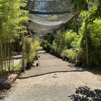 Bamboo Giant Nursery and Gardens - Covered gallery, showing a sample of each bamboo they sell - Nurseries & Gardening Near Me - Aptos, California Bamboo Giant Nursery and Gardens - Covered gallery, showing a sample of each bamboo they sell - Nurseries & Gardening Near Me - Aptos, California
