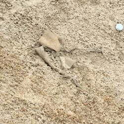 Hyatt Hills Golf Complex - Bunkers are terrible