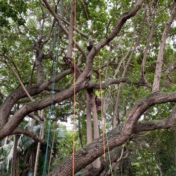 Rainbow Runner Tree Works - Setting up all the angles - Tree Services Near Me Rainbow Runner Tree Works - Setting up all the angles - Tree Services Near Me