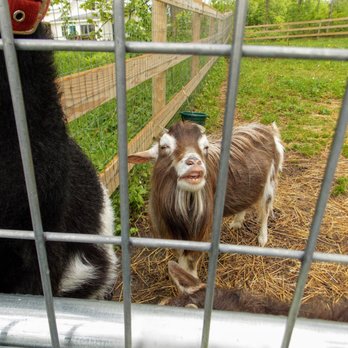 Fat Sheep Farm and Cabins - Attraction Farms Near Me - Windsor, Vermont Fat Sheep Farm and Cabins - Attraction Farms Near Me - Windsor, Vermont
