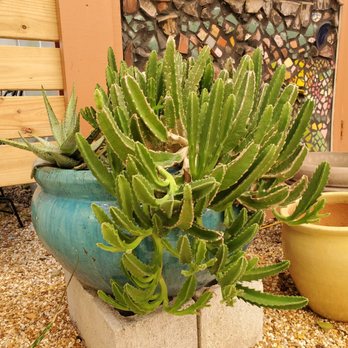 Bloom Garden Shop - Nurseries & Gardening Near Me - Tampa, Florida