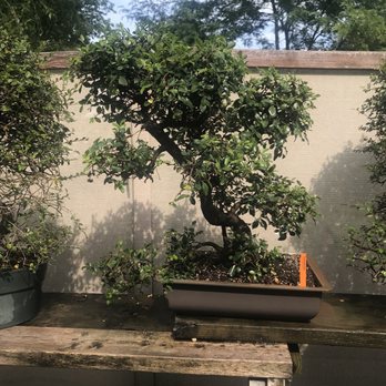 Bonsai West - Nurseries & Gardening Near Me - Littleton, Massachusetts